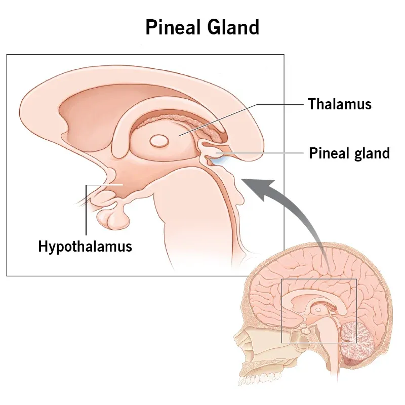 pineal - gland - image